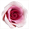 Růžičky